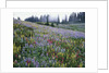 Wildflowers in Bloom on Mount Rainier by Anonymous