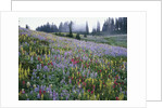 Wildflowers in Bloom on Mount Rainier by Anonymous