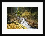 Autumn Leaves next to Wahkeena Falls by Anonymous
