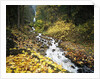 Autumn Leaves next to Wahkeena Falls by Anonymous