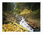 Autumn Leaves next to Wahkeena Falls by Anonymous