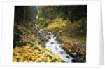 Autumn Leaves next to Wahkeena Falls by Anonymous