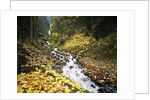 Autumn Leaves next to Wahkeena Falls by Anonymous