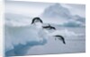 Adelie Penguins Jumping into Ocean by Anonymous