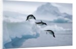 Adelie Penguins Jumping into Ocean by Anonymous