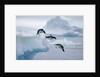 Adelie Penguins Jumping into Ocean by Anonymous