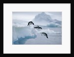 Adelie Penguins Jumping into Ocean by Anonymous
