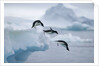 Adelie Penguins Jumping into Ocean by Anonymous