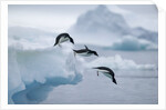 Adelie Penguins Jumping into Ocean by Anonymous