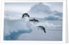 Adelie Penguins Jumping into Ocean by Anonymous