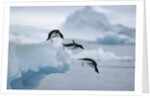 Adelie Penguins Jumping into Ocean by Anonymous