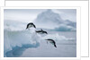 Adelie Penguins Jumping into Ocean by Anonymous