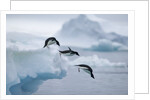 Adelie Penguins Jumping into Ocean by Anonymous