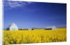 Spring Canola Crop by Anonymous