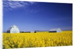 Spring Canola Crop by Anonymous