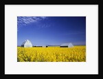 Spring Canola Crop by Anonymous