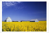 Spring Canola Crop by Anonymous