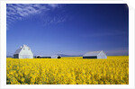 Spring Canola Crop by Anonymous