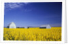 Spring Canola Crop by Anonymous