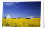 Spring Canola Crop by Anonymous