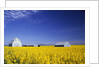 Spring Canola Crop by Anonymous