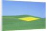 Palouse Hills in Growing Season by Anonymous