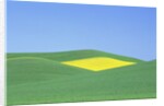 Palouse Hills in Growing Season by Anonymous