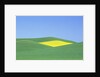 Palouse Hills in Growing Season by Anonymous