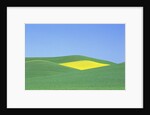Palouse Hills in Growing Season by Anonymous