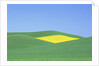Palouse Hills in Growing Season by Anonymous
