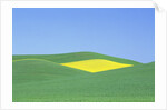 Palouse Hills in Growing Season by Anonymous