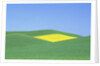 Palouse Hills in Growing Season by Anonymous