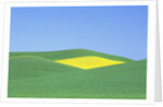 Palouse Hills in Growing Season by Anonymous