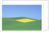 Palouse Hills in Growing Season by Anonymous