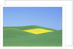 Palouse Hills in Growing Season by Anonymous