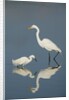 Snowy and Great Egrets by Anonymous