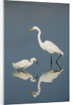 Snowy and Great Egrets by Anonymous
