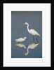 Snowy and Great Egrets by Anonymous