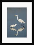 Snowy and Great Egrets by Anonymous