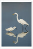 Snowy and Great Egrets by Anonymous