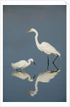 Snowy and Great Egrets by Anonymous
