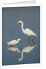 Snowy and Great Egrets by Anonymous