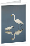 Snowy and Great Egrets by Anonymous