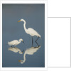 Snowy and Great Egrets by Anonymous