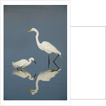 Snowy and Great Egrets by Anonymous