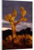 Joshua Tree by Anonymous