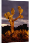 Joshua Tree by Anonymous