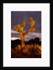 Joshua Tree by Anonymous
