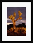 Joshua Tree by Anonymous