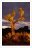 Joshua Tree by Anonymous